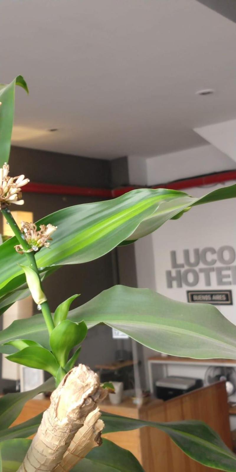 Luco Hotel Buenos Aires Kültér fotó